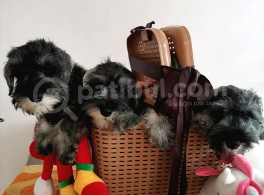 Show Kalite  Minyatür Schnauzer Yavruları görsel