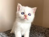 British Shorthair Yavru