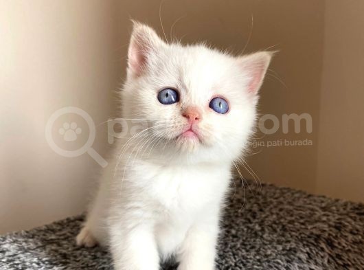 British Shorthair Yavru görsel