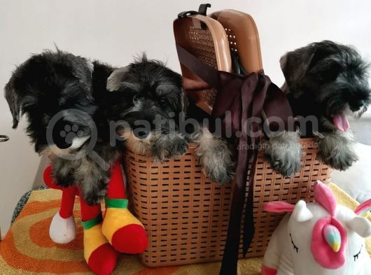 Show Kalite  Minyatür Schnauzer Yavruları
