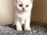 British Shorthair Yavru
