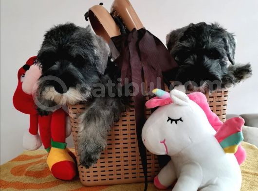 Show Kalite  Minyatür Schnauzer Yavruları görsel