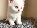 British Shorthair Yavru