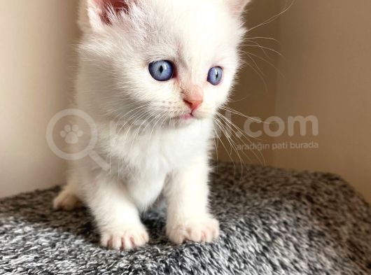 British Shorthair Yavru görsel