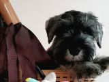 Show Kalite  Minyatür Schnauzer Yavruları