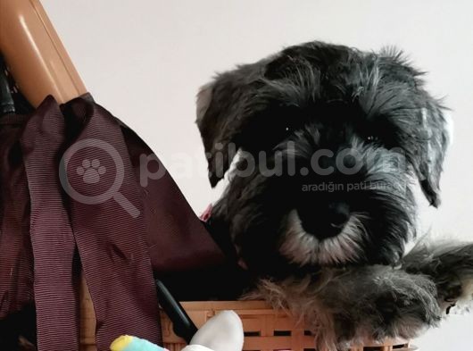 Show Kalite  Minyatür Schnauzer Yavruları görsel