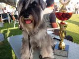 Show Kalite  Minyatür Schnauzer Yavruları