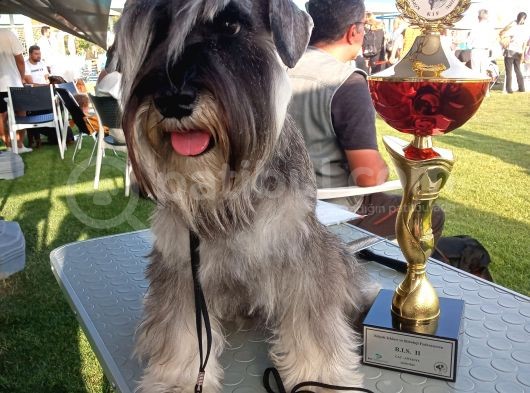 Show Kalite  Minyatür Schnauzer Yavruları görsel