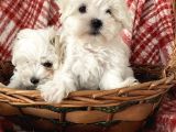 0 Numara Maltese Terrier Yavrular