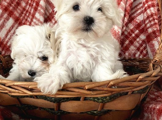 0 Numara Maltese Terrier Yavrular görsel