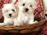 0 Numara Maltese Terrier Yavrular