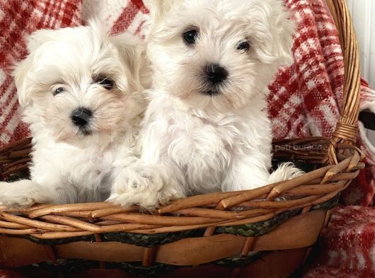 0 Numara Maltese Terrier Yavrular