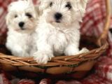 0 Numara Maltese Terrier Yavrular