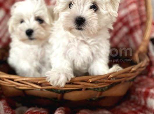 0 Numara Maltese Terrier Yavrular görsel