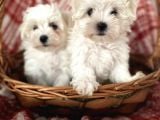 0 Numara Maltese Terrier Yavrular