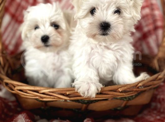 0 Numara Maltese Terrier Yavrular görsel