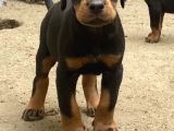 Fci̇ Scrli̇ Dev Adayi Ki̇ng Doberman