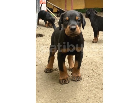 Fci̇ Scrli̇ Dev Adayi Ki̇ng Doberman görsel