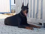 Fci̇ Scrli̇ Dev Adayi Ki̇ng Doberman