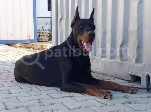 Fci̇ Scrli̇ Dev Adayi Ki̇ng Doberman görsel