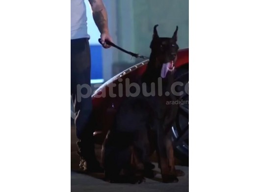 Fci̇ Scrli̇ Dev Adayi Ki̇ng Doberman görsel