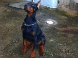 FCİ SCRLİ DEV ADAYI KİNG DOBERMAN