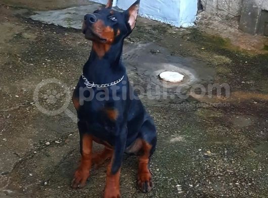 Fci̇ Scrli̇ Dev Adayi Ki̇ng Doberman
