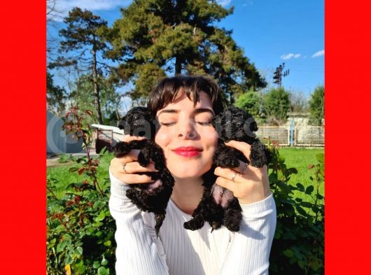 Si̇yah Poodle Yavrularimiz İrk Ve Sağlik Garanti̇si̇yle görsel