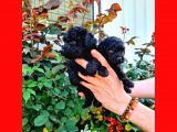 Si̇yah Poodle Yavrularimiz İrk Ve Sağlik Garanti̇si̇yle