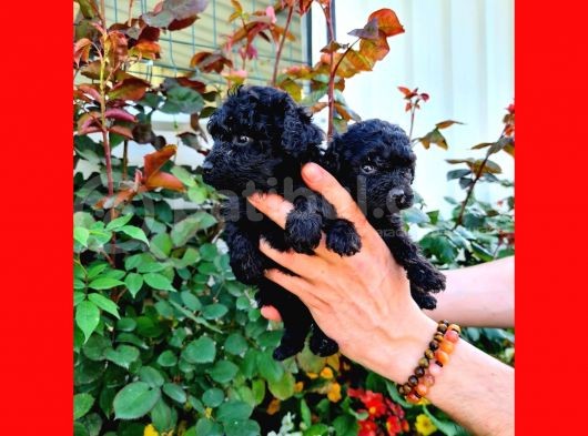 Si̇yah Poodle Yavrularimiz İrk Ve Sağlik Garanti̇si̇yle görsel
