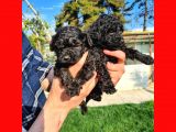 SİYAH POODLE YAVRULARIMIZ İRK VE SAĞLIK GARANTİSİYLE