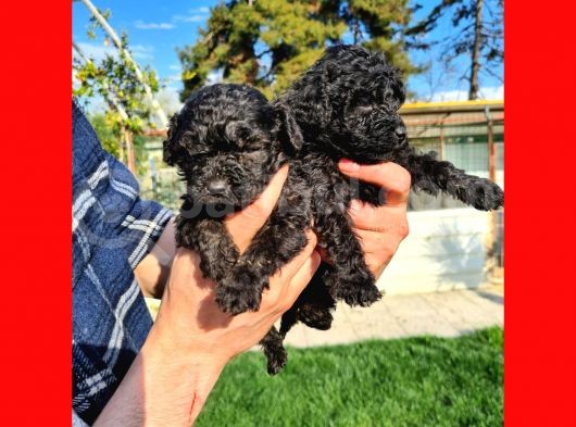 Si̇yah Poodle Yavrularimiz İrk Ve Sağlik Garanti̇si̇yle