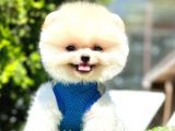 Safkan Pomeranian Boo Yavrularımız