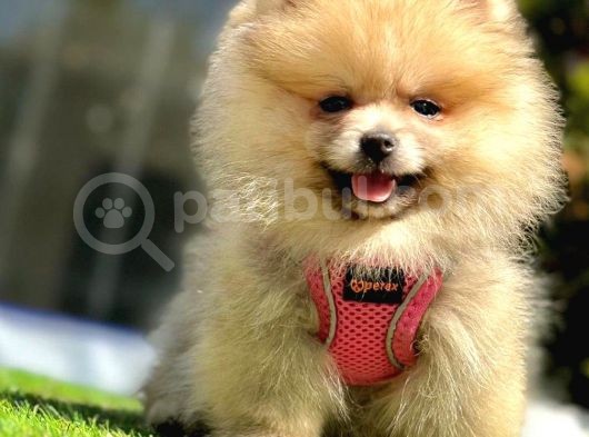 Safkan Pomeranian Boo Yavrularımız görsel