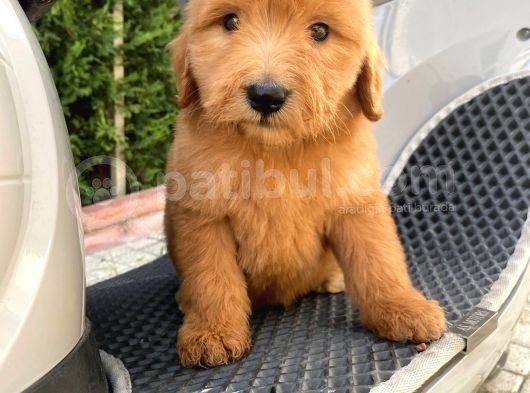 Labradoodle Goldendoodle Bebekler 3 Aylık Ve 5 Aylık görsel