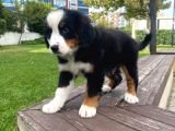 Bernese Dağ Köpeği