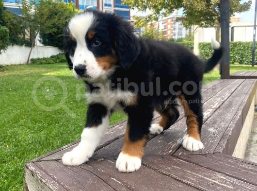Bernese Dağ Köpeği görsel