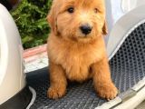 Labradoodle Goldendoodle Bebekler 3 Aylık Ve 5 Aylık