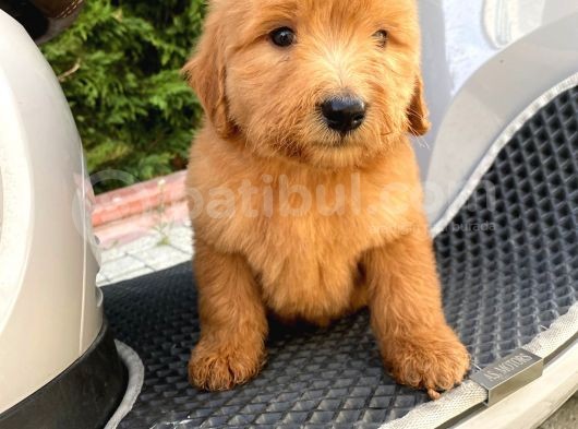 Labradoodle Goldendoodle Bebekler 3 Aylık Ve 5 Aylık görsel
