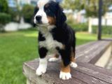 Bernese Dağ Köpeği