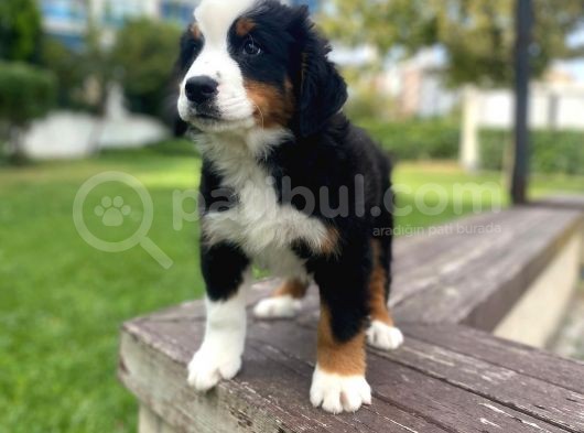 Bernese Dağ Köpeği