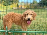 Labradoodle Goldendoodle Bebekler 3 Aylık Ve 5 Aylık