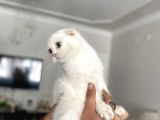 Silver Scottish Fold Oglumuz