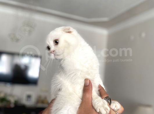 Silver Scottish Fold Oglumuz görsel