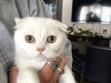 Silver Scottish Fold Oglumuz