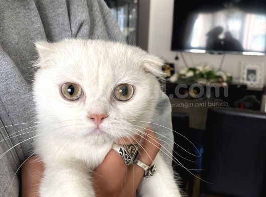 Silver Scottish Fold Oglumuz görsel