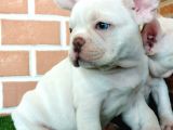 Efsane Güzellikte French Bulldog Platinyum Erkek Yavru