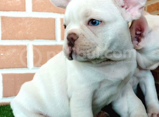 Efsane Güzellikte French Bulldog Platinyum Erkek Yavru görsel