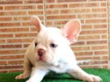 Efsane Güzellikte French Bulldog Platinyum Erkek Yavru