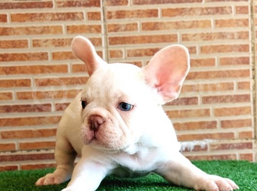 Efsane Güzellikte French Bulldog Platinyum Erkek Yavru görsel
